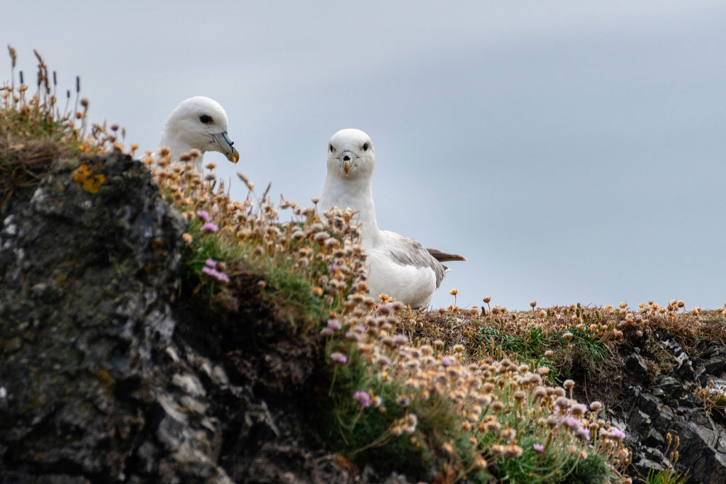 Fair Isle Weekend by Mary Jane Mucklestone - The Needle Store